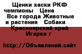 Щенки хаски РКФ чемпионы › Цена ­ 90 000 - Все города Животные и растения » Собаки   . Красноярский край,Игарка г.